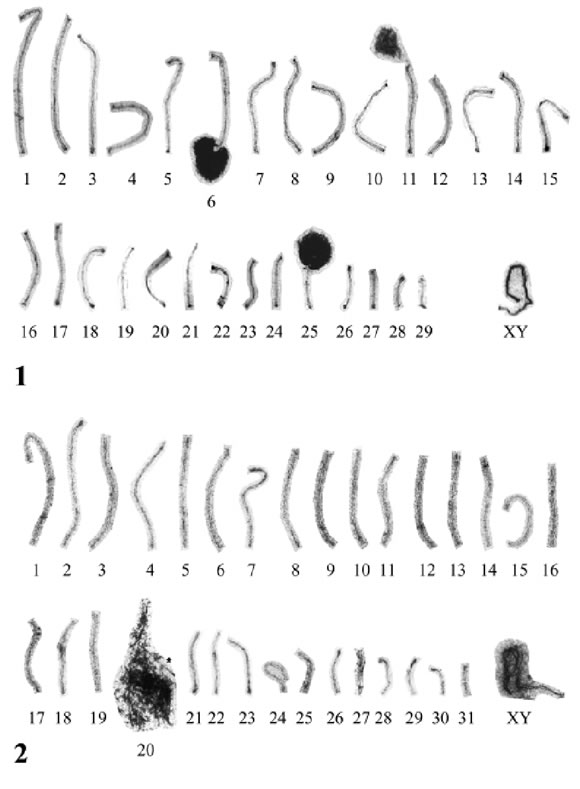 karyotype male. SC karyotypes of C. villosus