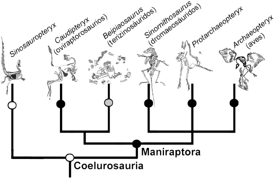 Resultado de imagen de cladograma dinosaurios terópodos