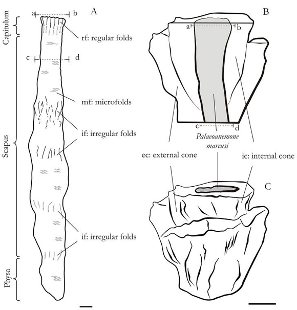 Figure 2. A. Reconstruction of Palaeoanemone marcusi based on PIL: 12.946 and PIL: 13.283. B. Transversal polished sections of P. marcusi (PIL: 12.946). B and C. Schematic of the structure of bioturbation track associated with the oral region of the Palaeoanemone marcusi (PIL: 12.946). B. Longitudinal section. a-b and c-d are the sections in which he notes the internal morphology described. Scale bar = 1 cm.
