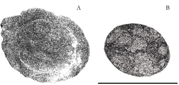 Figure 3. A,B. Transversal polished sections of Palaeoanemone marcusi (PIL: 12.946). A. Oral section, B. Distant section to 1,6 cm of the previous polished one. Scale bar = 1 cm.